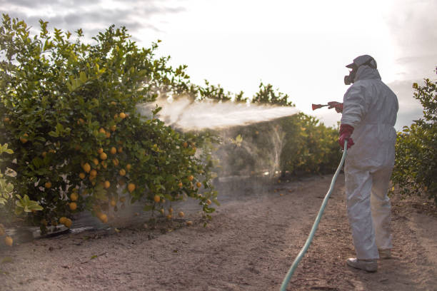 Best Mosquito Control Services  in Hooks, TX