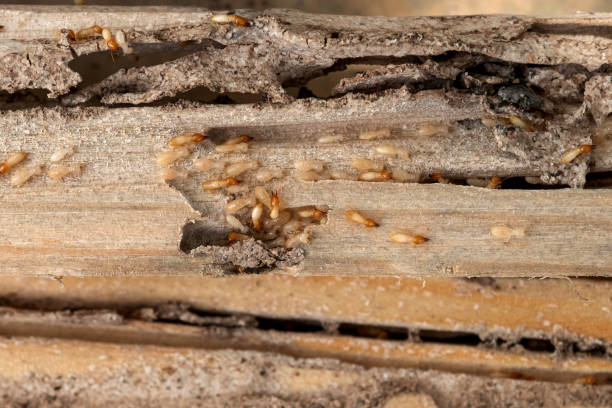 Best Bed Bug Extermination  in Hooks, TX